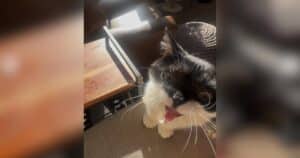 Tiny Tuxedo Cat Proves the Biggest Personalities Come in Small Packages