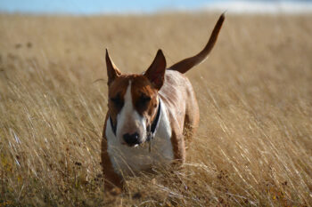 5 Remedies & Supplements For Your Bull Terrier’s Diarrhea, Gas, Vomiting, or Upset Stomach