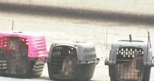 Neighbors Raise Concerns Before Hundreds of Cats Are Removed From Rescue