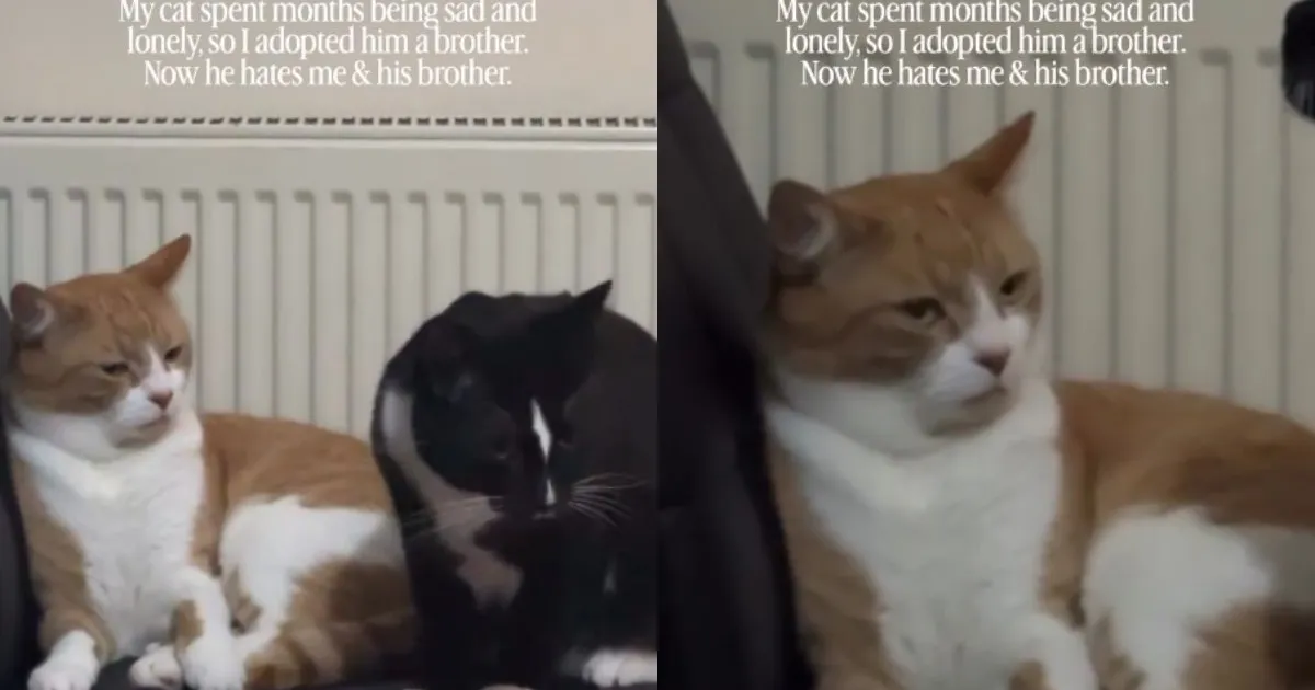 Owner Gets Lonely Cat a Brother, Only to Discover He’d Rather Be Alone