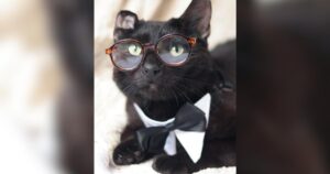 Shelter’s ‘Hunky House Panther’ Has No Teeth, One Crinkly Ear and Plenty of Swagger