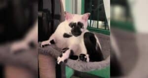 What Is a Reverse Tuxedo Cat? Genetics, Look, and Meet Mickey (2026)