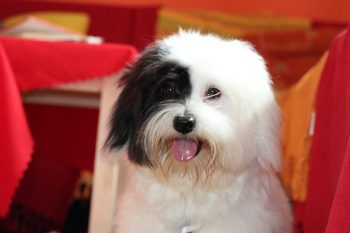 5 Best Marshmallow Root Supplements for Dogs