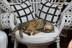 9 Reasons Your Cat Takes Over Your Favorite Chair