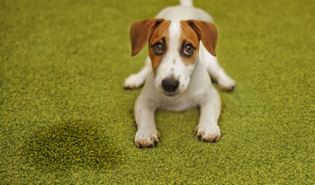 Dog Have Frequent UTIs? This Easy, Inexpensive Hack Can Help
