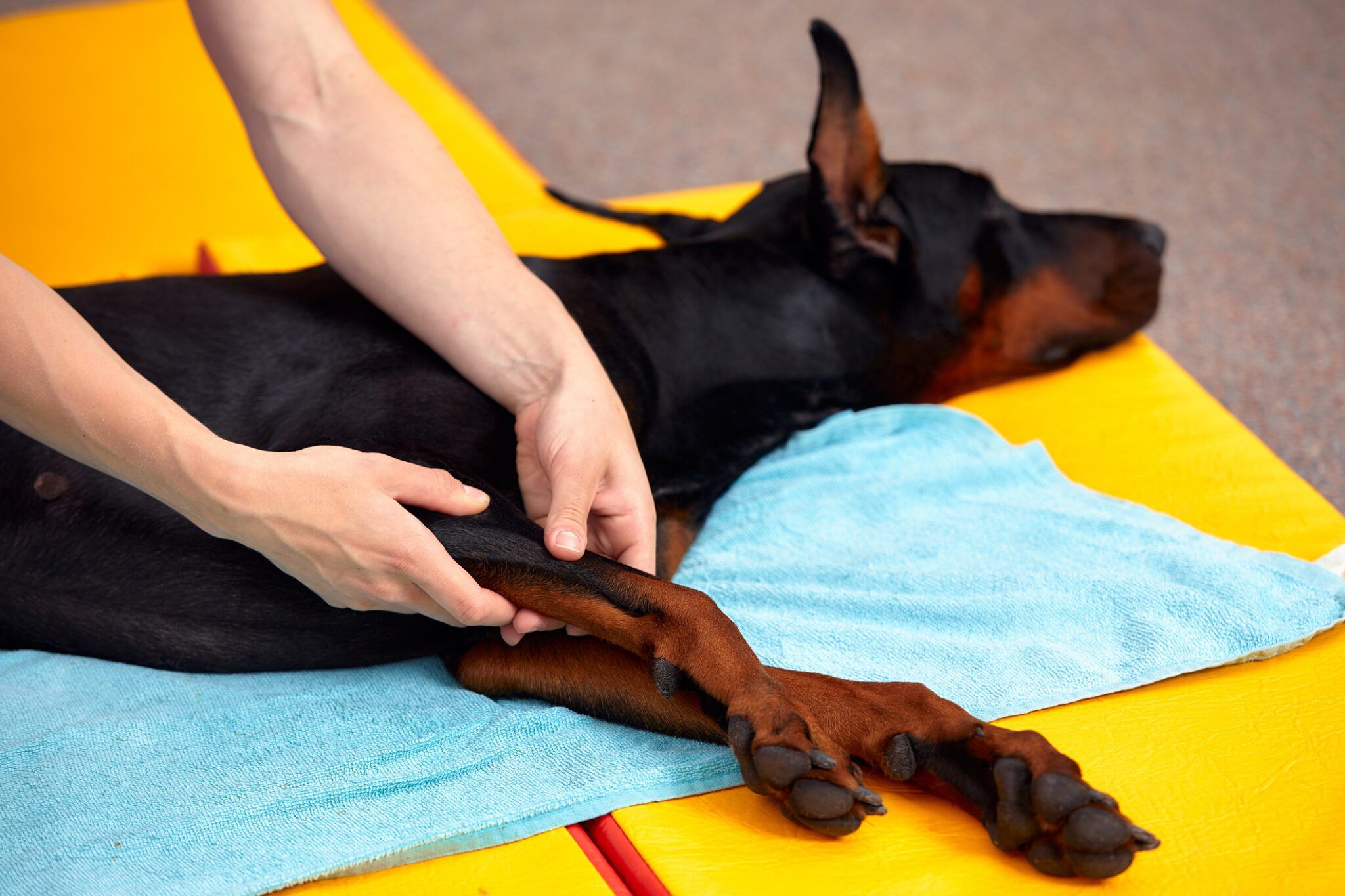 Gentle Dog Stretching Exercises