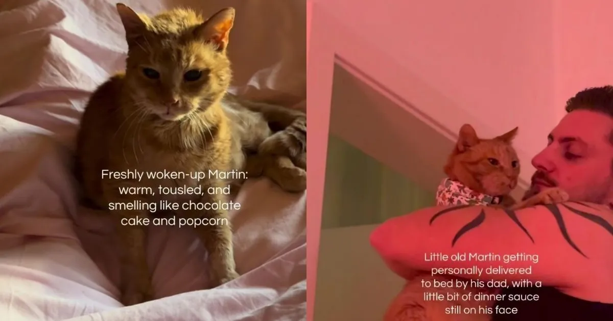 Rescue Cat Is So Sleepy Dad Has to Personally Carry Him To Bed
