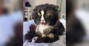 Senior Cat Looks Mad at the Entire World Until His Foster Mom Gets to Know Him