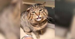 Shelter Cat Looks Like a Tough Guy Until Someone Starts Petting Him
