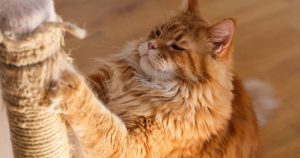 The 15 Best Cat Scratching Posts & Scratchers of 2026 To Satisfy Natural Instincts
