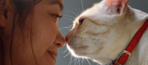 Why Does My Cat Want To Touch Noses With Me?