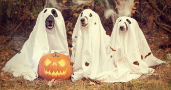 39 Best Dog Halloween Costumes for 2026