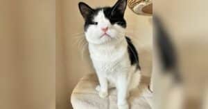 Cat With a Heart Two Sizes Too Big Defies the Odds and Inspires a Book
