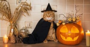 Halloween Cat Toys and Treats To Charm Mischievous Felines