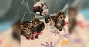 Rescue Takes In Mama Cat With 7 Tiny Babies, Then the Cutest Wobbling Begins