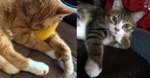 Why Cats Have White ‘Socks’ in 2026: The Genetics Behind Tabby, Gray, and Orange Paws