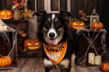 10 Best Halloween Dog Bandanas