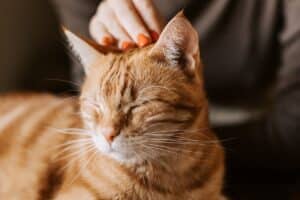 11 Signs Your Cat Missed You More Than You Think