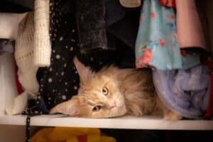 11 Things Cats Remember About Their Favorite Humans