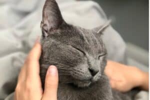 13 Calm Cat Breeds: The Quietest, Most Low-Energy Cats for Chill Homes (2026)