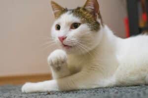 15 Cat Breeds That Can Be Left Alone (2026 Guide)
