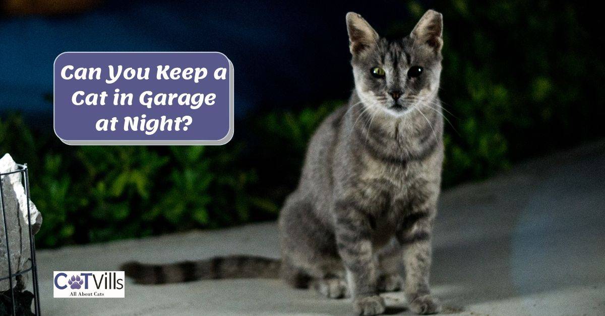 Can You Keep a Cat in Garage at Night?
