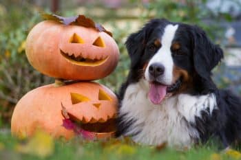 Frightfully Fun Dog Treats And Toys For Halloween Hijinks