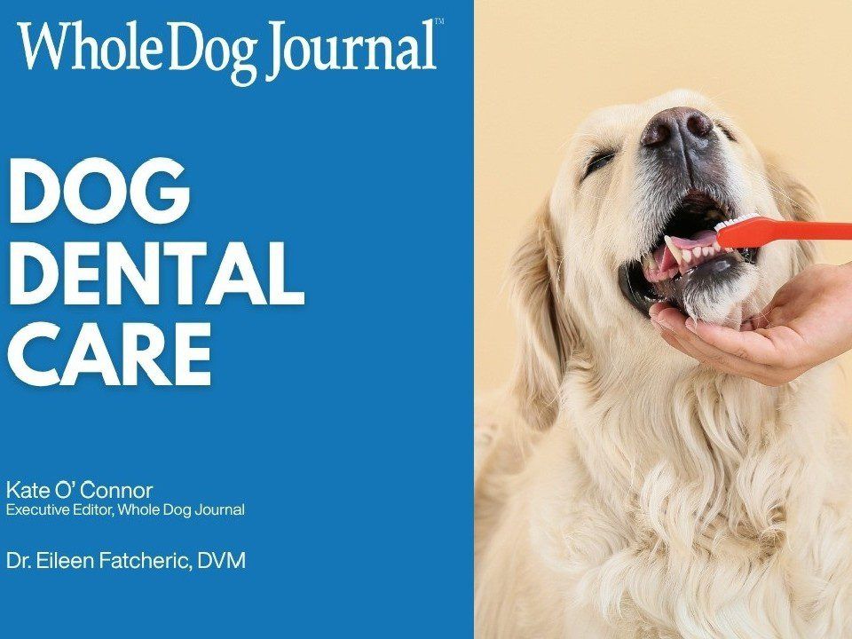 How to Take Care of Your Dog’s Teeth