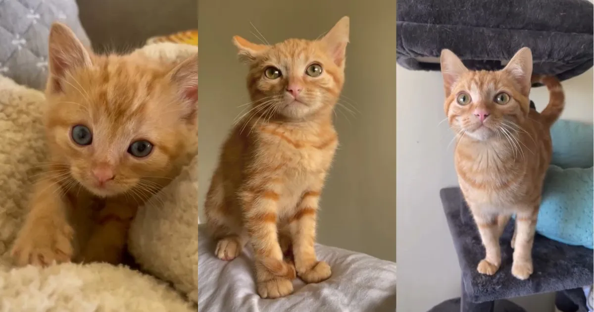 Kitten’s Transformation To Adult Cat Is Basically a Case of ‘Where Did the Baby Go?’