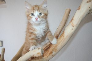 Spotted and Striped Cat Breeds: True Breeds vs. Tabby Patterns (2026)