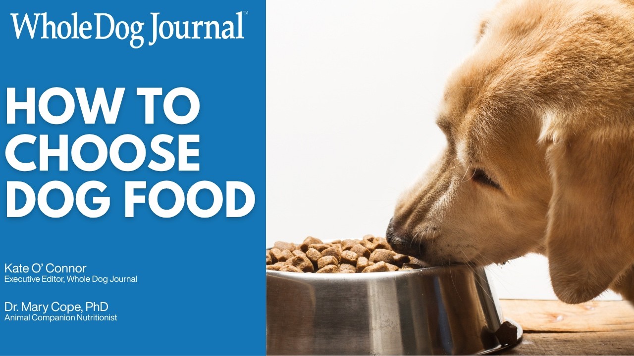 Video: How To Actually Choose the Right Dog Food