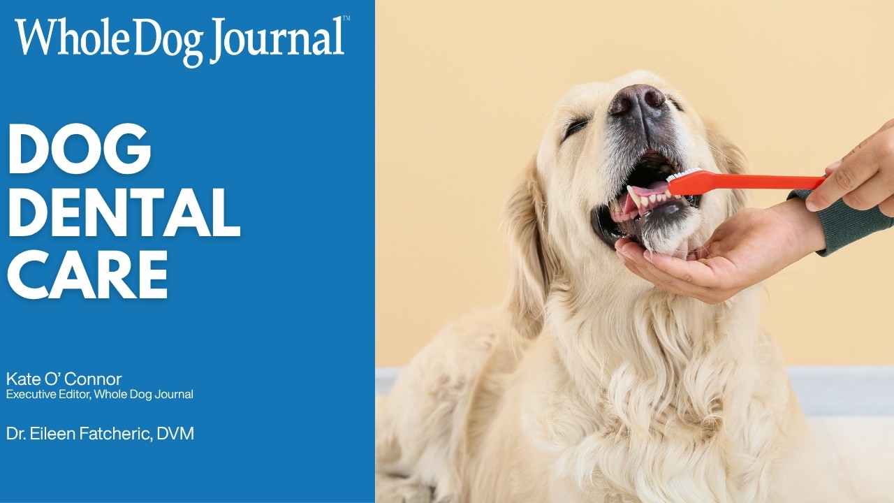 Video: How To Take Care of Your Dog’s Teeth