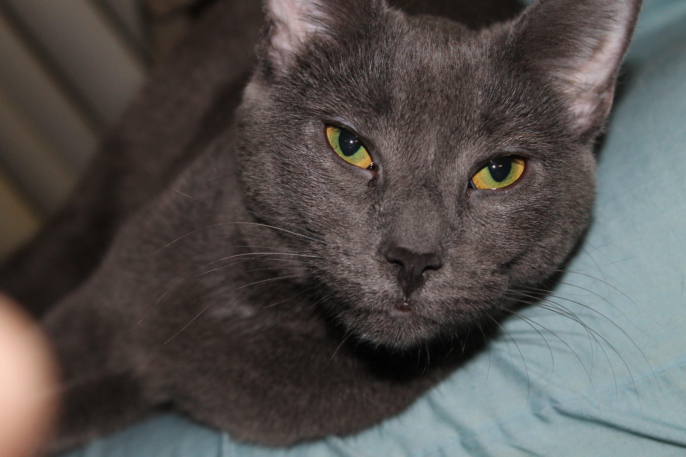 When Are Cats Considered Adults? Age vs. Actual Maturity