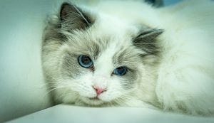 12 Most Vocal Cat Breeds for 2026 (Plus the Most Talkative of All)