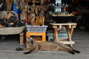 7 Cat Breeds From Thailand