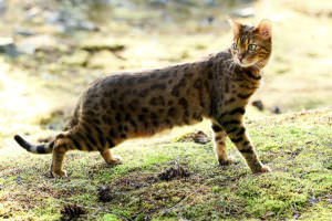 7 Cat Breeds That Look Like Leopards, Cheetahs, Bobcats, and Lynx
