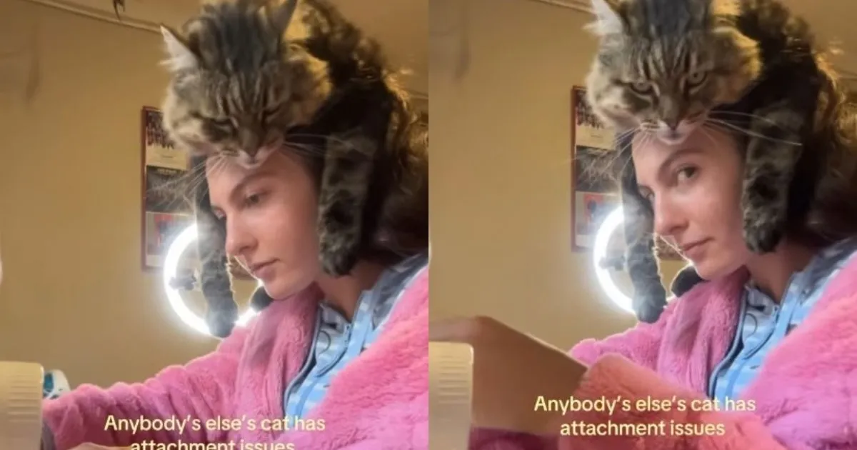 Cat Climbs Onto Her Owner’s Head During Sewing Time Like Personal Space Is Optional