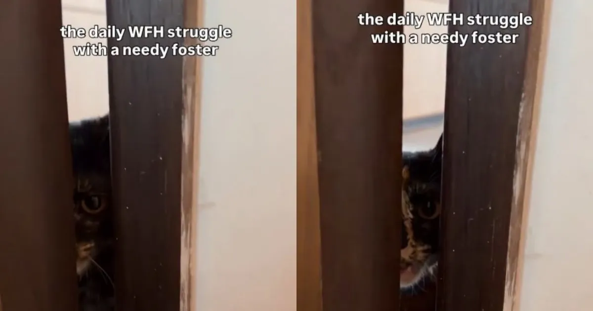 Foster Cat Makes a Strong Case That Working From Home Is Really Just Cat-Sitting All Day