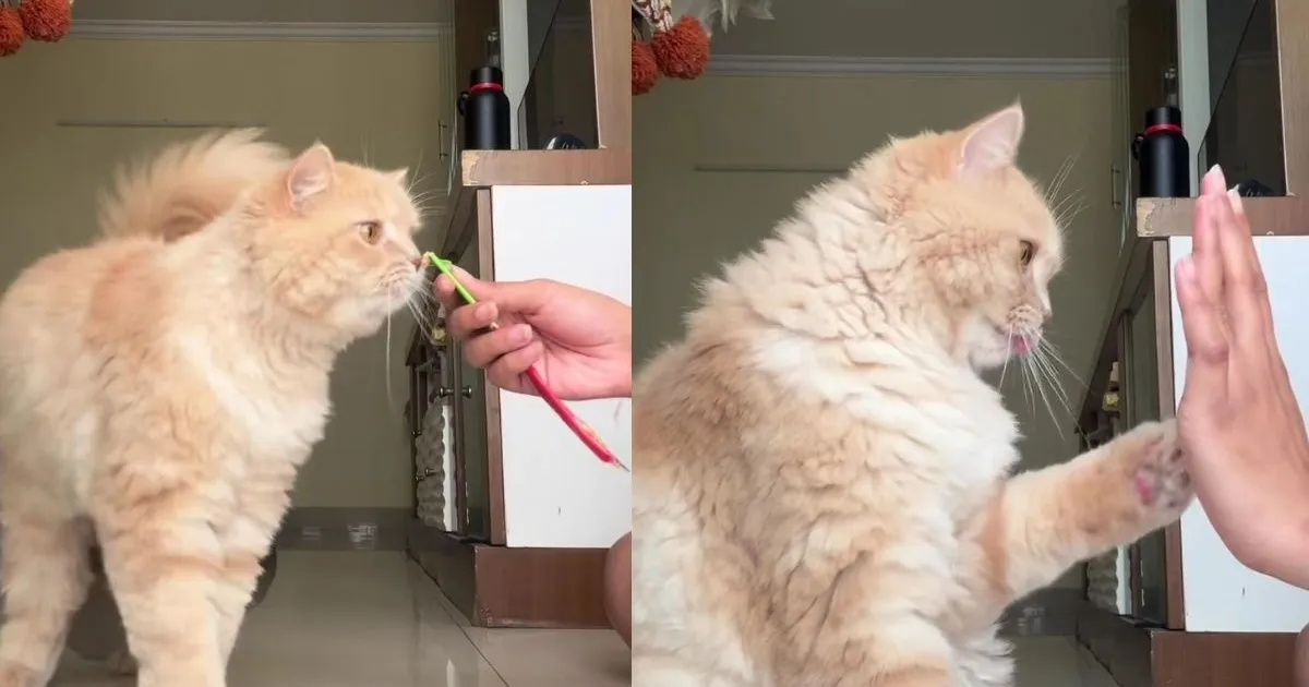Owner Trained Her Cat To Do 5 Tricks Dogs Usually Get Credit For