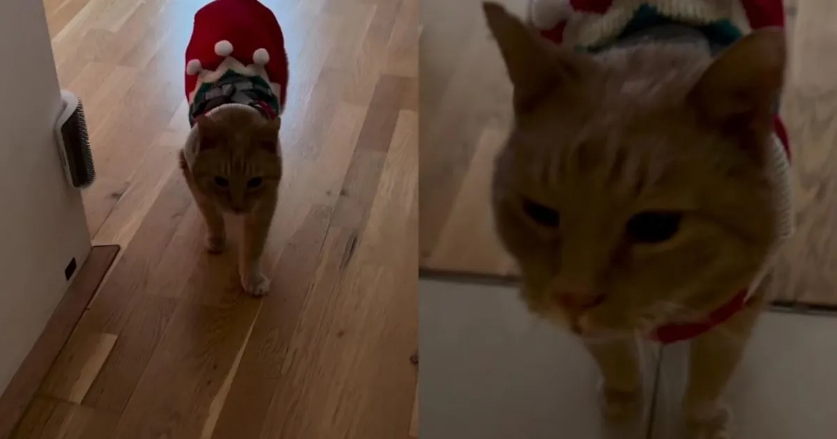 Rescue Cat Gets Ready for Snow & Immediately Looks Like a Tiny Mountain Guide
