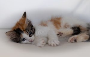 7 Best Cat Treats for Sensitive Stomach