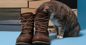 CattyCorner: The Reasons Why Cats Stick Their Heads in Shoes Revealed