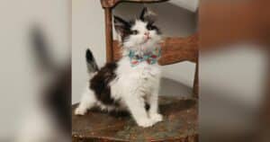 Rescuer Shares Tiny Kitten’s ‘Before’ Photo, and His Transformation Says It All