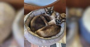 Two Shy Cats Struggle Apart but Become Fearless When They’re Together