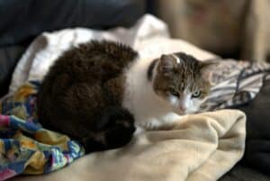 11 Reasons Your Cat Loves Your Laundry