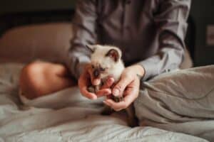 13 Loyal Cat Breeds That Choose Their Person For Life