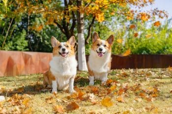 9 Best Allergy Supplements for Dogs in 2026