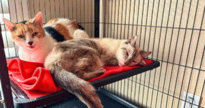 A Delivery of Comfort Helps Karlee’s Angels Care for Cats Like Jasper and Princess