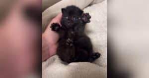 Can We Talk About How Cute This Chubby Kitten Is?
