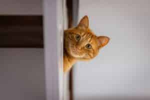 Do Cats Prefer Men or Women? Women Win, Says 2026 Research